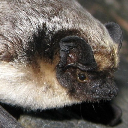 Zweifarbfledermaus (Vespertilio murinus)